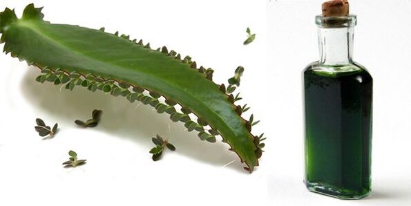 Εκχύλισμα Kalanchoe - σύνθεση Exodermin